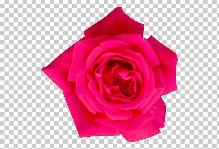 Garden Roses Cabbage Rose Floribunda Flower PNG, Clipart, Art, Cicekler, Cut Flowers, Floral Design, Floribunda Free PNG Download