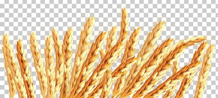 Oat Wheat Icon PNG, Clipart, Ancient Wind, Cereal, Cereal Germ, Commodity, Download Free PNG Download