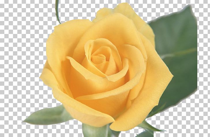 Rose Yellow Flower Pink PNG, Clipart, Christmas Decoration, Color, Creative, Creative Background, Cut Flowers Free PNG Download