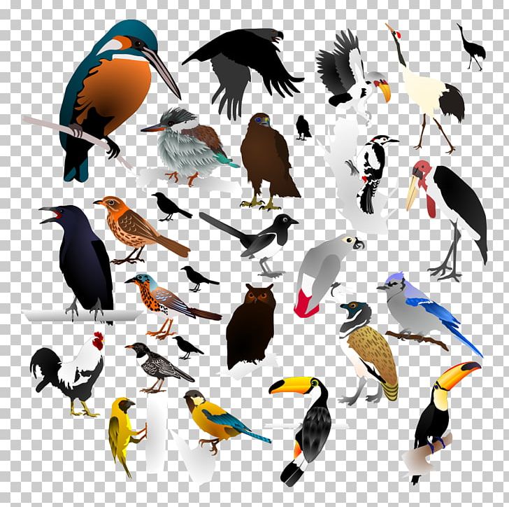 The Birds PNG, Clipart, Animal, Beak, Bird, Birds, Crows Free PNG Download