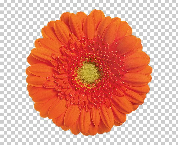 Transvaal Daisy Cut Flowers Sticker Common Daisy PNG, Clipart, Bros, Color, Common Daisy, Copyright 2016, Cut Flowers Free PNG Download