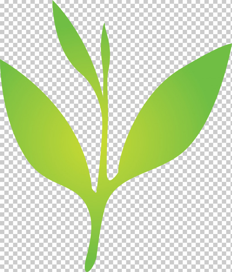 Tea Leaves Leaf Spring PNG, Clipart, Eucalyptus, Flower, Green, Leaf, Plant Free PNG Download