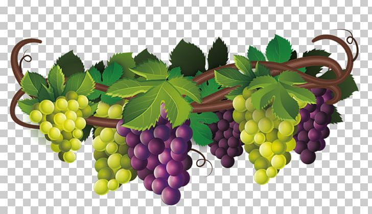 grapes tree clip art