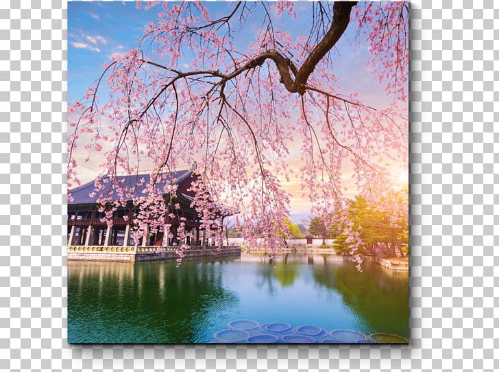 Gyeongbokgung Gamcheon Culture Village Stock Photography Cryptocurrency PNG, Clipart, Blossom, Branch, Cherry Blossom, Computer Wallpaper, Cryptocurrency Free PNG Download