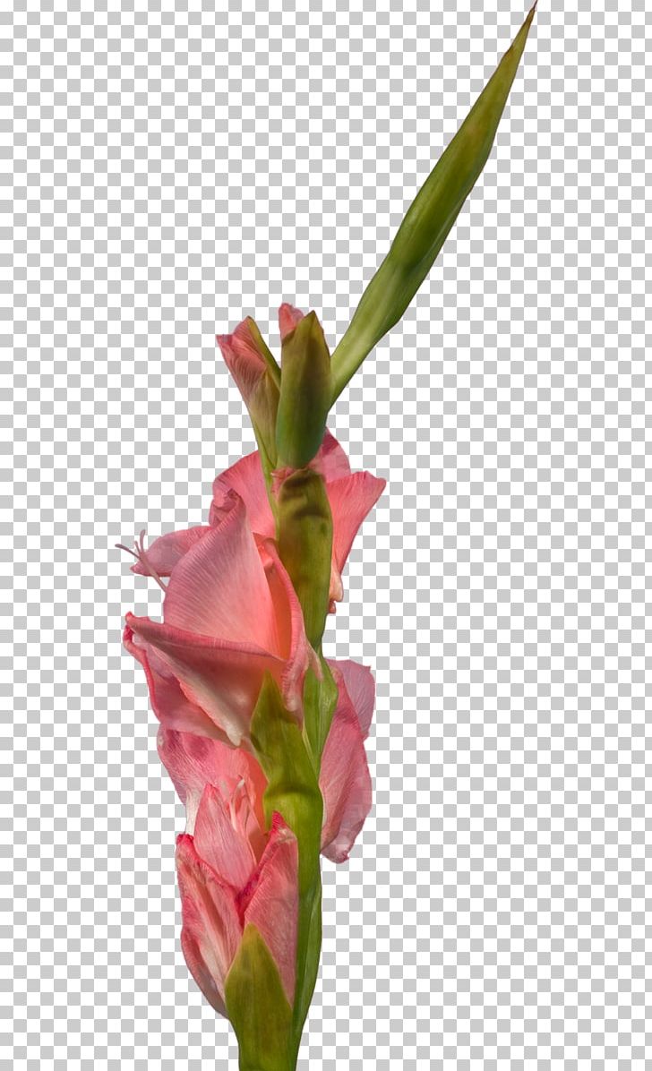 Gladiolus Cut Flowers Petal PNG, Clipart, Artificial Flower, Bud, Cut Flowers, Floral Design, Floristry Free PNG Download