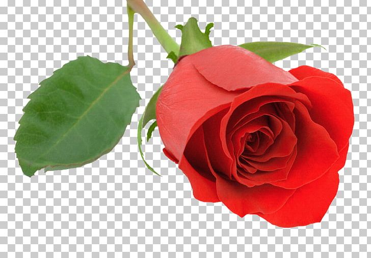 Malayalam Desktop Rose Valentine's Day PNG, Clipart, Affection, China Rose, Cut Flowers, Desktop Wallpaper, Floribunda Free PNG Download