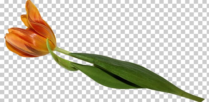 The Tulip: The Story Of A Flower That Has Made Men Mad The Tulip: The Story Of A Flower That Has Made Men Mad Plant Liliaceae PNG, Clipart, Bud, Cut Flowers, Flower, Flowering Plant, Flowers Free PNG Download