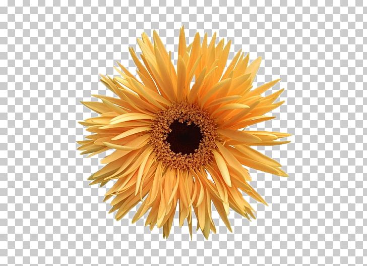 Animation PNG, Clipart, Animation, Calendula, Chrysanthemum, Chrysanths, Daisy Family Free PNG Download