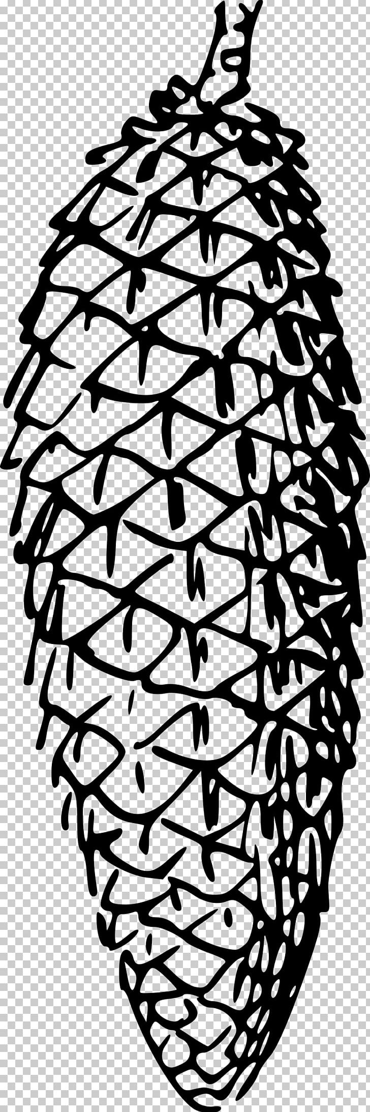 Conifer Cone Conifers PNG, Clipart, Black And White, Branch, Color, Coloring Book, Cone Free PNG Download