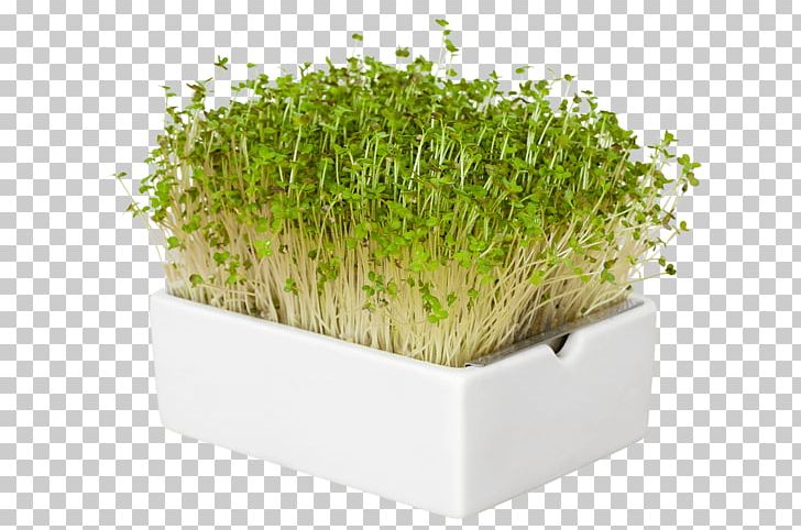 Flowerpot Herb Microgreen Industrial Design Garden PNG, Clipart, Art, Flowerpot, Garden, Garden Design, Grass Free PNG Download