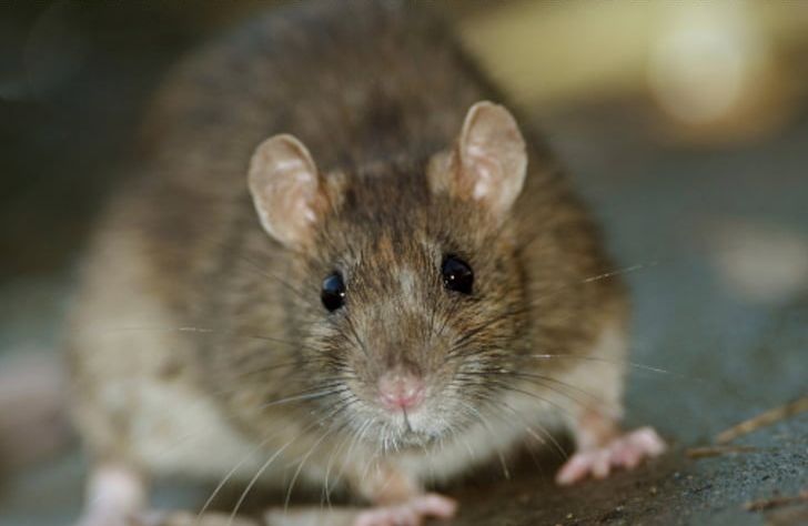 Brown Rat Rodent House Mouse Black Rat Infestation PNG, Clipart, Animals, Black Rat, Brown Rat, Degu, Dormouse Free PNG Download