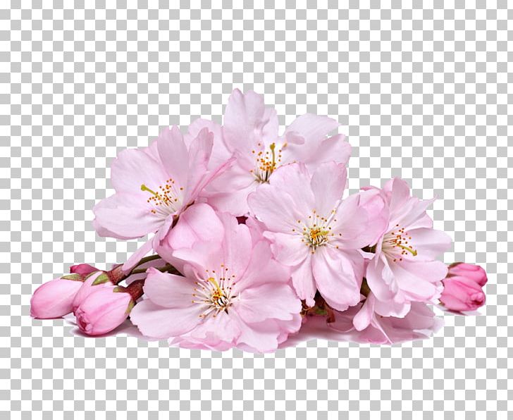Cherry Blossom Flower Stock Photography PNG, Clipart, Areola, Blossom, Branch, Cherry Blossom, Cut Flowers Free PNG Download