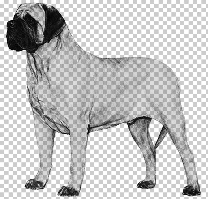 Dog Breed Bullmastiff English Mastiff Boerboel Neapolitan Mastiff PNG, Clipart, American Kennel Club, Ancient Dog Breeds, Animals, Black And White, Boerboel Free PNG Download