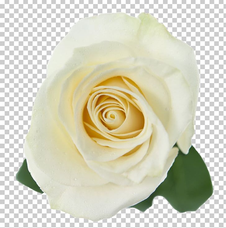 Garden Roses Cabbage Rose White Floribunda PNG, Clipart, Color, Colour, Cut Flowers, Floribunda, Flower Free PNG Download