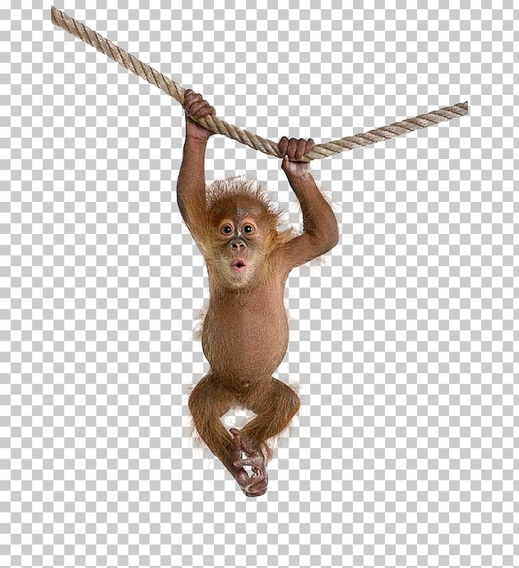 Monkey PNG, Clipart, Animals, Common Chimpanzee, Document, Download, Image File Formats Free PNG Download