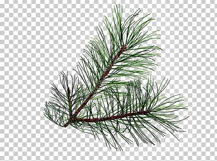 Pine Tree Leaf Conifer Cone PNG, Clipart, Balsam Fir, Blue Spruce, Branch, Christmas Ornament, Conifer Free PNG Download