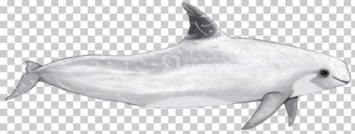 Common Bottlenose Dolphin Short-beaked Common Dolphin Tucuxi Rough-toothed Dolphin Spinner Dolphin PNG, Clipart, Animal, Animal Figure, Animals, Biology, Black And White Free PNG Download
