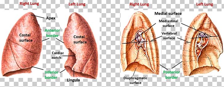 Muscle Lingula Of Left Lung Surface Anatomy PNG, Clipart, Anatomy, Arm, Ear, Excretory System, Finger Free PNG Download