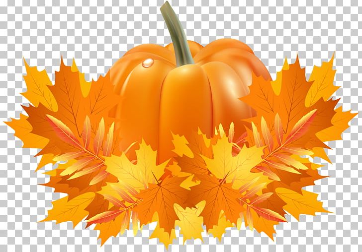 Pumpkin Pie Crookneck Pumpkin PNG, Clipart, Autumn, Autumn Leaf Color, Computer Wallpaper, Crookneck Pumpkin, Cucurbita Free PNG Download