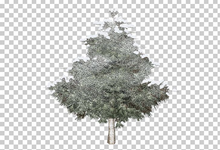 Spruce Christmas Tree Fir PNG, Clipart, Branch, Christmas Decoration, Christmas Ornament, Christmas Tree, Conifer Free PNG Download