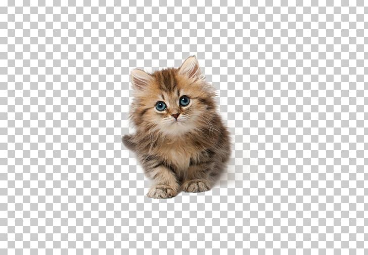 Cat Kitten Puppy PNG, Clipart, Animals, Asian Semi Longhair, Bicolor Cat, Black Cat, Carnivoran Free PNG Download