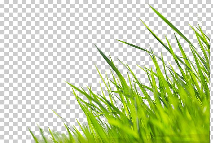 Fototapet Paste Tapetklister Green PNG, Clipart, Chrysopogon Zizanioides, Computer Wallpaper, Creative Grass, Fototapet, Grass Free PNG Download