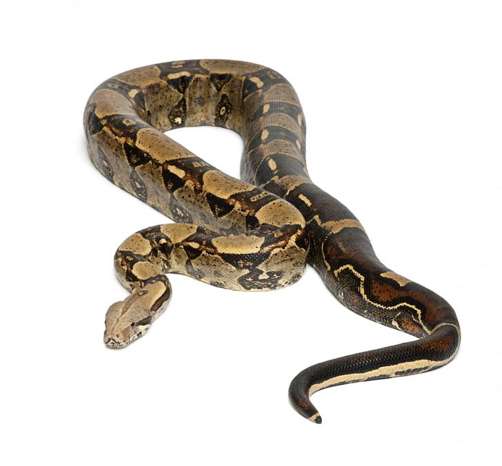 Boa Constrictor Imperator Snake Vipers Stock Photography Emerald Tree Boa PNG, Clipart, Animals, Boa Constrictor, Boa Constrictor Imperator, Boas, Colubridae Free PNG Download