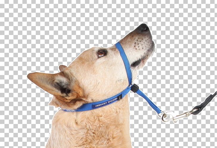 Dog Halter Leash Shock Collar PNG, Clipart, Animals, Collar, Dog, Dog Collar, Dog Harness Free PNG Download