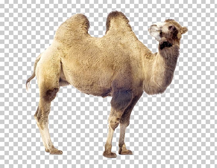 Dromedary Bactrian Camel Stock Photography PNG, Clipart, Arabian Camel, Bactrian Camel, Camel, Camel Like Mammal, Camel Train Free PNG Download
