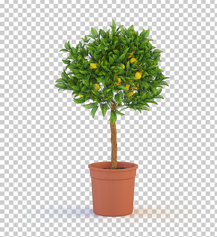 Ficus Microcarpa Weeping Fig Houseplant Garden Rubber Fig PNG, Clipart, Bonsai, Calamondin, Evergreen, Ficus Microcarpa, Fig Trees Free PNG Download