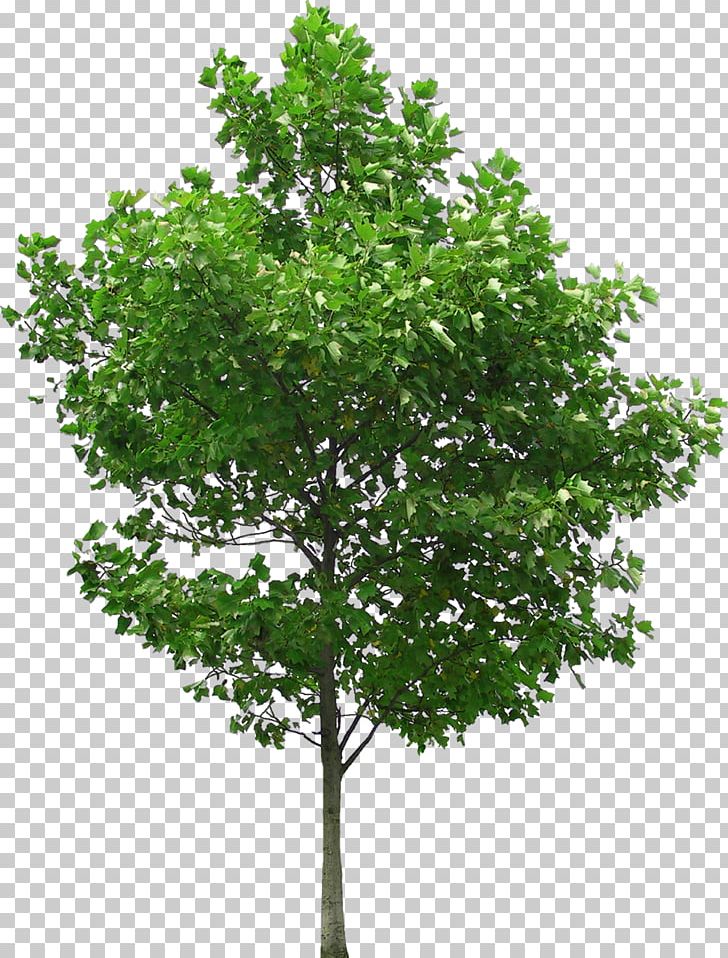 Fruit Tree Photography PNG, Clipart, Apricot, Ash, Branch, Content, Evergreen Free PNG Download