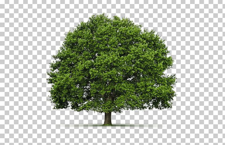 Hardwood Shade Tree Oak Janka Hardness Test PNG, Clipart, Branch, Evergreen, Floor, Hardness, Hardwood Free PNG Download