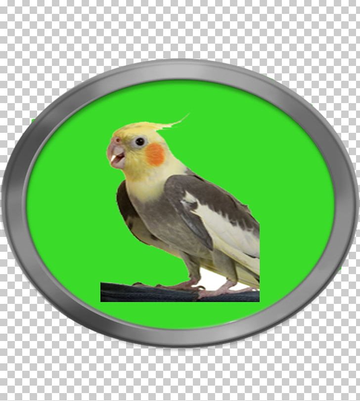 Learning To Care For A Bird Cockatoo Beak Porcelain PNG, Clipart, Animals, Apk, Beak, Bird, Cabochon Free PNG Download