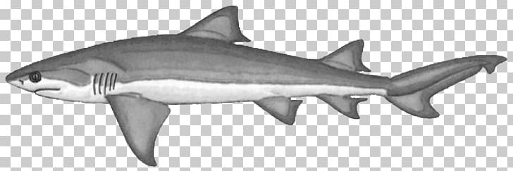 Tiger Shark Lemon Shark Bignose Shark Bluntnose Sixgill Shark PNG, Clipart, Animal, Animal Figure, Bignose Shark, Black And White, Bluntnose Sixgill Shark Free PNG Download