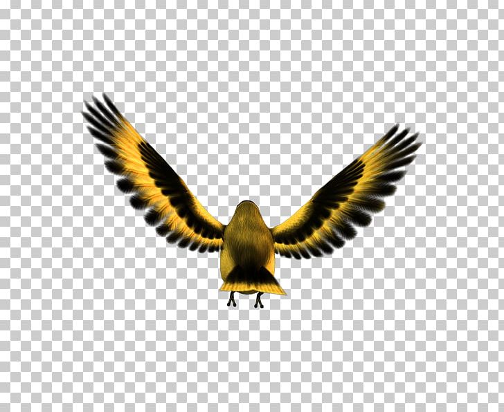 Bird Eagle Atlantic Canary Finches Computer Icons PNG, Clipart, Accipitriformes, Animals, Atlantic Canary, Beak, Bird Free PNG Download