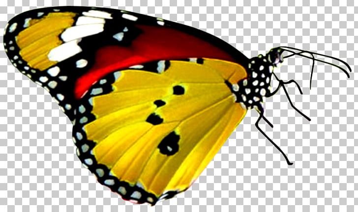 Butterfly Desktop B. Butterflies Display Resolution PNG, Clipart, 1080p, Brush Footed Butterfly, Butterfly, Butterfly Gardening, Desktop Computers Free PNG Download