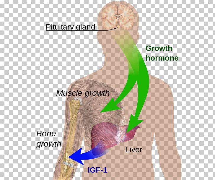 Growth Hormone–releasing Hormone Sermorelin Secretion PNG, Clipart, Abdomen, Arm, Back, Cell, Chest Free PNG Download