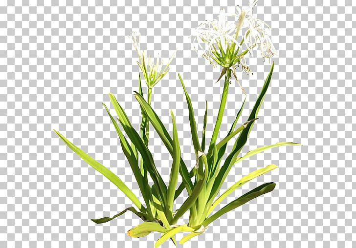 Plant Lilium PNG, Clipart, Commodity, Cordyline, Deviantart, Drawing, Fennel Free PNG Download