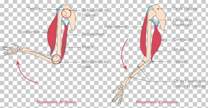 Thumb Muscle Joint Muscular System Élongation Musculaire PNG, Clipart, Abdomen, Angle, Arm, Diagram, Ear Free PNG Download