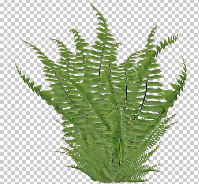Fern PNG, Clipart, Branch, Fern, Grasses, Horsetail Family, Leaf Free PNG Download