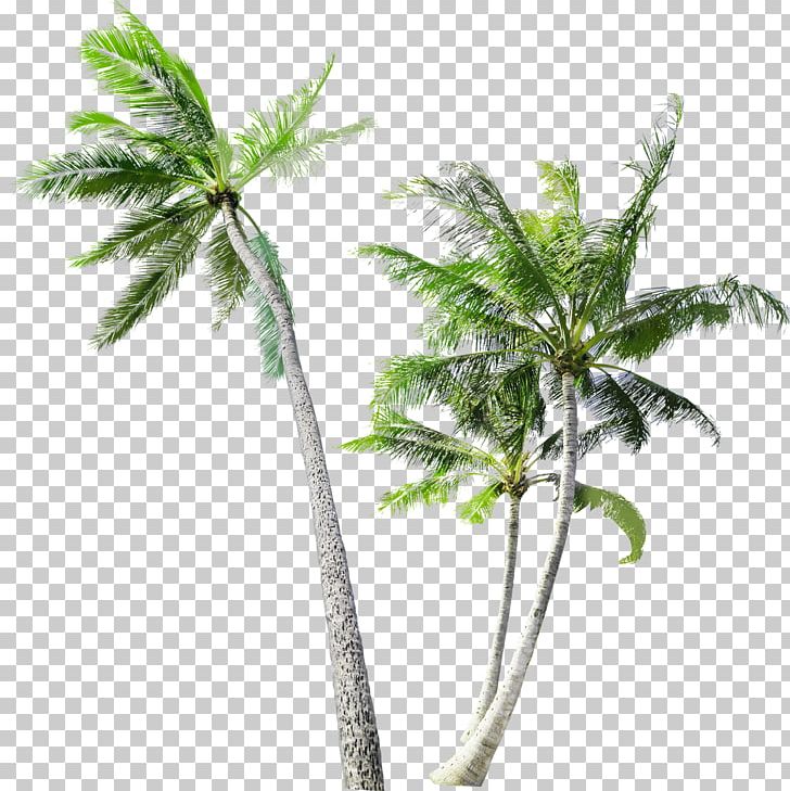 Arecaceae Tree Coconut Trunk PNG, Clipart, Arecaceae, Arecales, Autumn Tree, Branch, Christmas Tree Free PNG Download