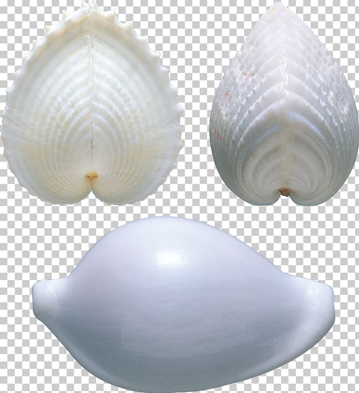 Cockle Clam Shankha Veneroida Tellinidae PNG, Clipart, Animals, Baltic Clam, Clam, Clams Oysters Mussels And Scallops, Cockle Free PNG Download