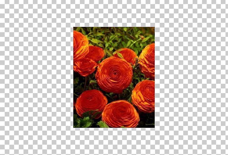 Garden Roses Ranunculus Asiaticus Bulb Cut Flowers PNG, Clipart, Annual Plant, Bulb, Buttercup, Cut Flowers, Flower Free PNG Download