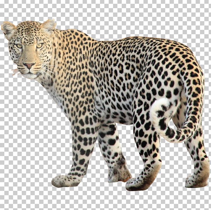 Leopard Computer Icons PNG, Clipart, Anim, Big Cats, Carnivoran, Cat Like Mammal, Cheetah Free PNG Download