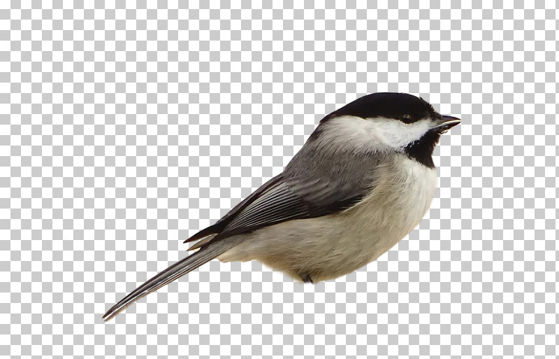 Feather PNG, Clipart, American Sparrows, Beak, Biology, Birds, Chickadee Free PNG Download