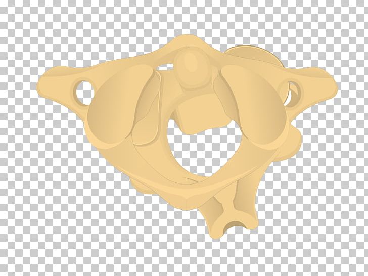 Axis Cervical Vertebrae Atlas Bone Process PNG, Clipart, Anatomy, Atlas, Axis, Bone, Cervical Vertebrae Free PNG Download