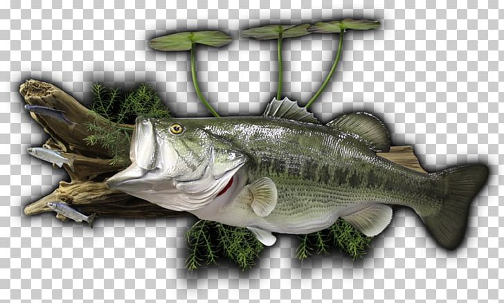 Barramundi Perch Bass Guitar PNG, Clipart, Barramundi, Bass, Bass Guitar, Cod, Fish Free PNG Download