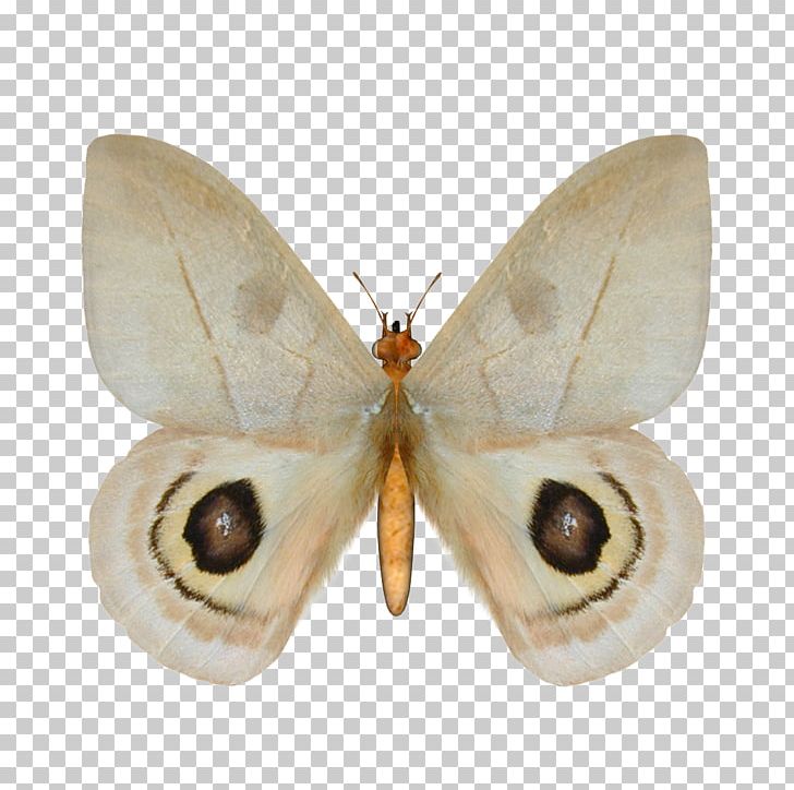 Butterfly Silkworm Illustration Insect PNG, Clipart, Arthropod, Bombycidae, Borboleta, Breathe In, Butterflies And Moths Free PNG Download