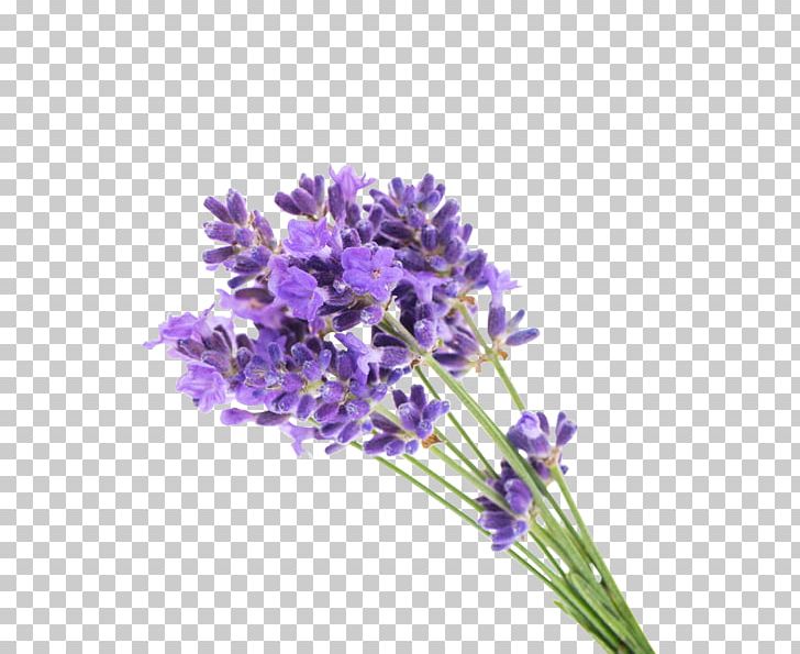 English Lavender Flower Gel Lavender Oil PNG, Clipart, Bouquet Of Flowers, Bouquet Of Roses, Cut Flowers, Essential Oil, Fleurance Nature Free PNG Download