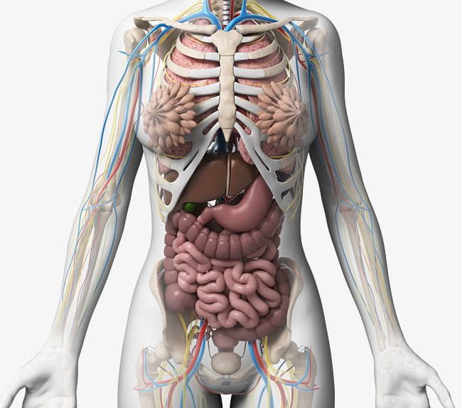 Anatomy Of The Body Female Anatomy Drawing Diagram